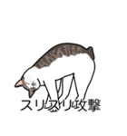 猫あるある（キジ白猫／短毛）（個別スタンプ：15）