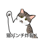 猫あるある（キジ白猫／短毛）（個別スタンプ：17）