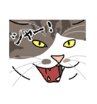 猫あるある（キジ白猫／短毛）（個別スタンプ：18）