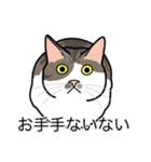 猫あるある（キジ白猫／短毛）（個別スタンプ：19）