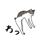猫あるある（キジ白猫／短毛）（個別スタンプ：21）