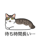 猫あるある（キジ白猫／短毛）（個別スタンプ：22）