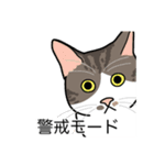猫あるある（キジ白猫／短毛）（個別スタンプ：23）