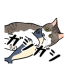 猫あるある（キジ白猫／短毛）（個別スタンプ：24）