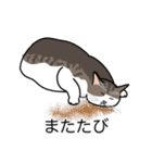 猫あるある（キジ白猫／短毛）（個別スタンプ：25）
