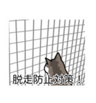 猫あるある（キジ白猫／短毛）（個別スタンプ：27）