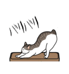 猫あるある（キジ白猫／短毛）（個別スタンプ：28）
