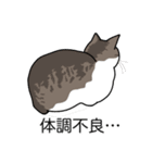 猫あるある（キジ白猫／短毛）（個別スタンプ：31）