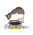猫あるある（キジ白猫／短毛）（個別スタンプ：32）