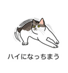 猫あるある（キジ白猫／短毛）（個別スタンプ：38）