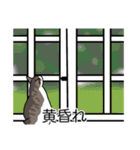 猫あるある（キジ白猫／短毛）（個別スタンプ：40）