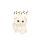 白猫スコティッシュホールドのあいさつ（個別スタンプ：7）