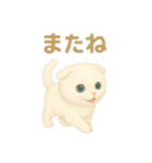 白猫スコティッシュホールドのあいさつ（個別スタンプ：10）