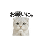 スコティッシュホールド猫のお祈りスタンプ（個別スタンプ：1）