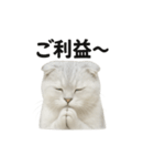 スコティッシュホールド猫のお祈りスタンプ（個別スタンプ：2）