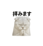 スコティッシュホールド猫のお祈りスタンプ（個別スタンプ：4）