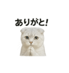 スコティッシュホールド猫のお祈りスタンプ（個別スタンプ：5）