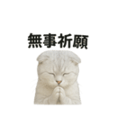 スコティッシュホールド猫のお祈りスタンプ（個別スタンプ：6）