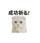 スコティッシュホールド猫のお祈りスタンプ（個別スタンプ：7）