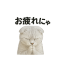スコティッシュホールド猫のお祈りスタンプ（個別スタンプ：8）