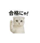 スコティッシュホールド猫のお祈りスタンプ（個別スタンプ：9）