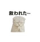 スコティッシュホールド猫のお祈りスタンプ（個別スタンプ：11）