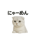 スコティッシュホールド猫のお祈りスタンプ（個別スタンプ：12）