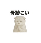 スコティッシュホールド猫のお祈りスタンプ（個別スタンプ：13）