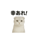スコティッシュホールド猫のお祈りスタンプ（個別スタンプ：14）