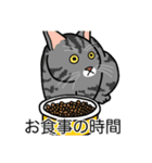 猫あるある（サバ猫／短毛）（個別スタンプ：3）