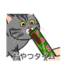 猫あるある（サバ猫／短毛）（個別スタンプ：4）