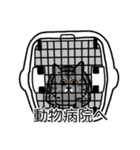 猫あるある（サバ猫／短毛）（個別スタンプ：8）