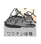 猫あるある（サバ猫／短毛）（個別スタンプ：9）