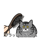 猫あるある（サバ猫／短毛）（個別スタンプ：12）