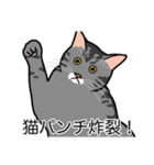 猫あるある（サバ猫／短毛）（個別スタンプ：17）