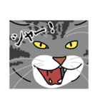 猫あるある（サバ猫／短毛）（個別スタンプ：18）