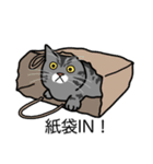 猫あるある（サバ猫／短毛）（個別スタンプ：20）
