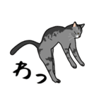 猫あるある（サバ猫／短毛）（個別スタンプ：21）