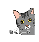猫あるある（サバ猫／短毛）（個別スタンプ：23）