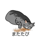 猫あるある（サバ猫／短毛）（個別スタンプ：25）