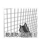 猫あるある（サバ猫／短毛）（個別スタンプ：27）