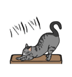 猫あるある（サバ猫／短毛）（個別スタンプ：28）