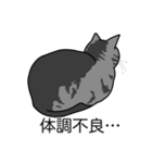 猫あるある（サバ猫／短毛）（個別スタンプ：31）