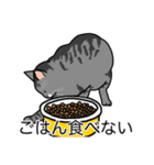 猫あるある（サバ猫／短毛）（個別スタンプ：32）