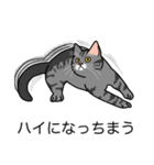 猫あるある（サバ猫／短毛）（個別スタンプ：38）
