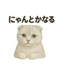 そっと祈る猫のスコティッシュホールド（個別スタンプ：1）