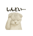 そっと祈る猫のスコティッシュホールド（個別スタンプ：3）