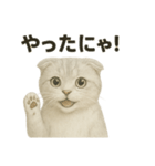 そっと祈る猫のスコティッシュホールド（個別スタンプ：5）