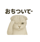そっと祈る猫のスコティッシュホールド（個別スタンプ：6）