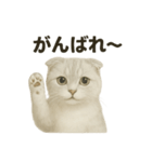 そっと祈る猫のスコティッシュホールド（個別スタンプ：11）